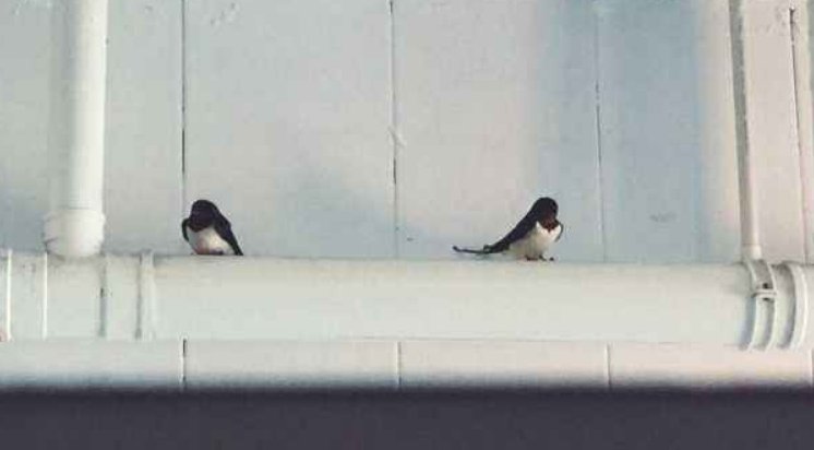 为何大学里面基本装的都是蹲坑，而不是马桶？