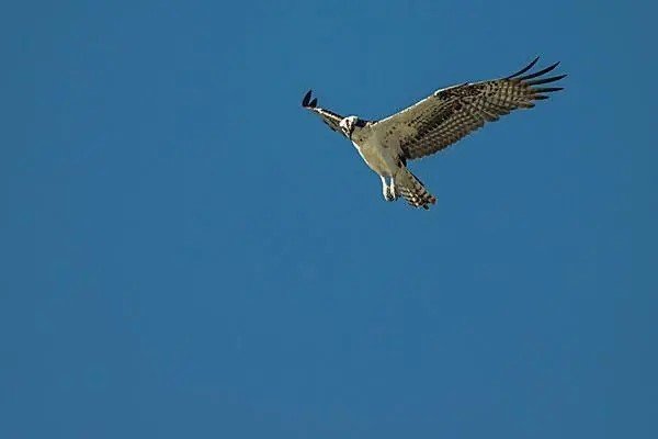 飞是什么结构的字