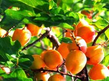 杏树有多少品种，最好列举几十种