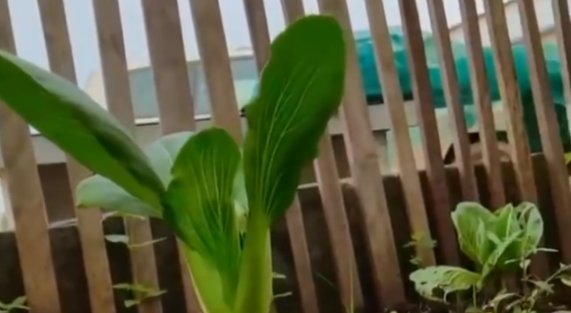 男子在非洲把上海青种成了万年青，当地是否适合这种蔬菜的生长？