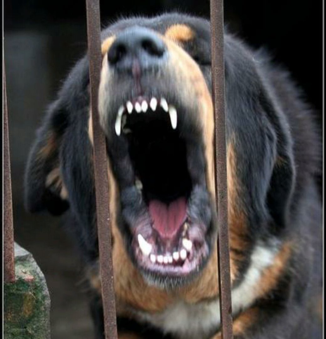 老虎跟藏獒打起来谁更厉害？