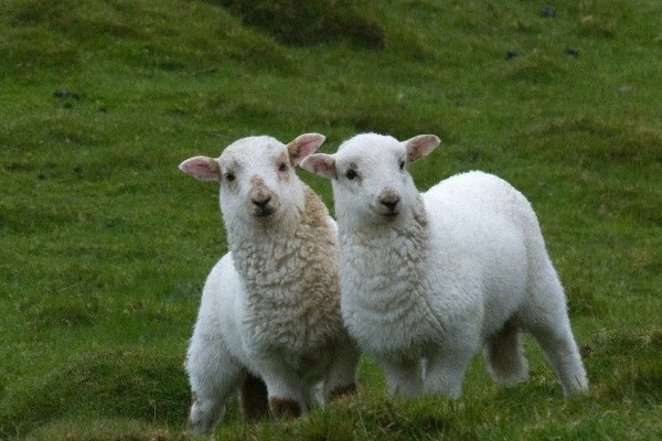 掉以轻心,打一生肖