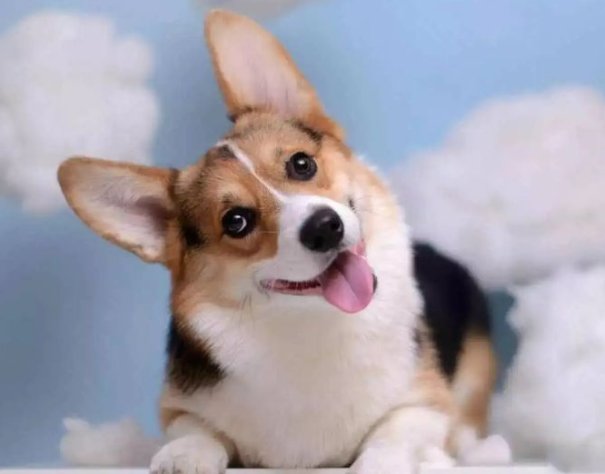 上海一柯基被当街打死，居委会回应柯基主人为阳性，狗主人是否能要求赔偿？