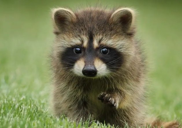 蛇类的十大天敌克星