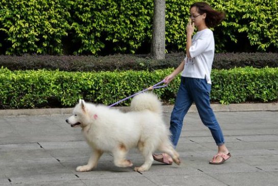 杭州遛狗时间规定2023