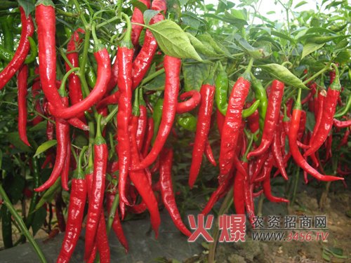 无限辣椒的品种介绍