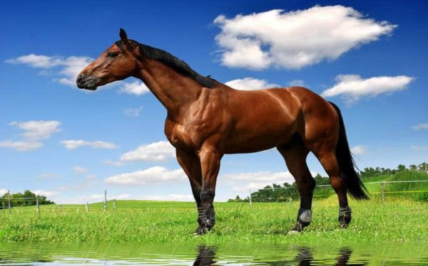 毁车杀马是什么意思