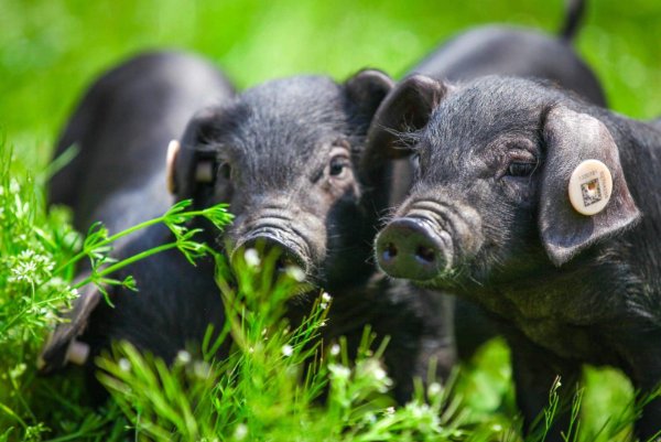 生旦净丑,打一生肖