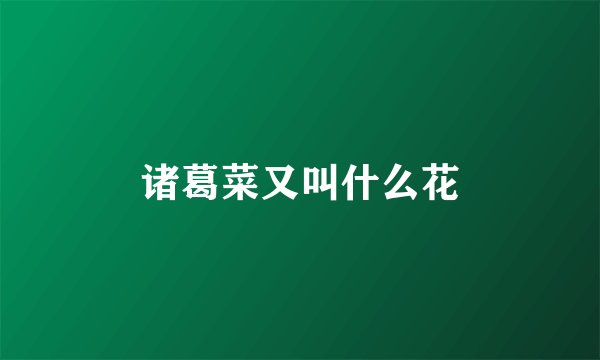 诸葛菜又叫什么花