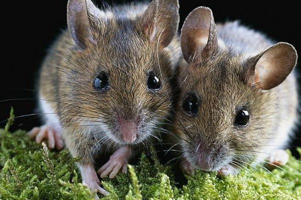 周游列国指一生肖