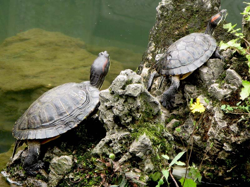 乌龟爬山的介绍