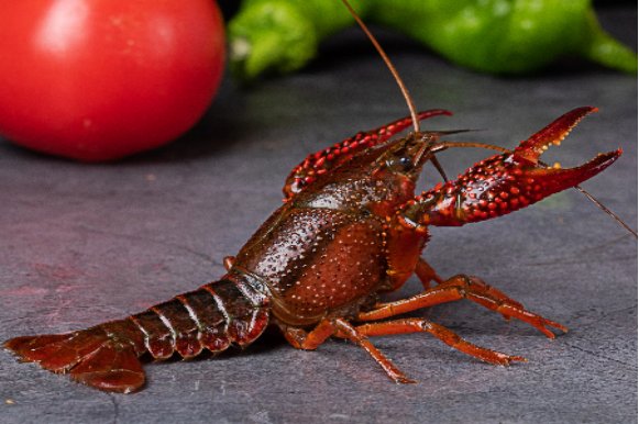 虾类依靠什么呼吸?