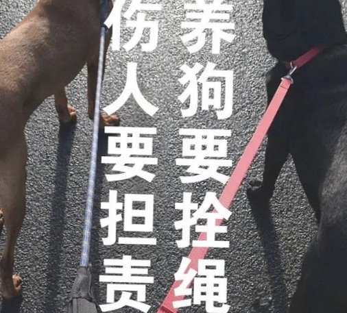 宠物狗咬伤孩子被摔死，此事具体是何情况？