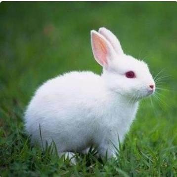 霞光万道指什么生肖动物