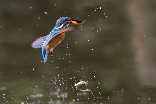 失林之鸟什么意思