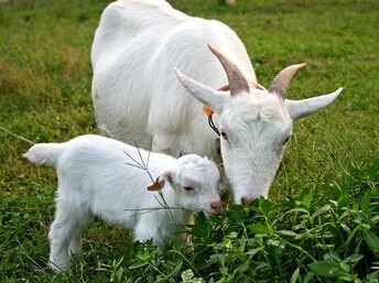 大妈闹市放羊啃食绿化带,被制止为何还能理直气壮?