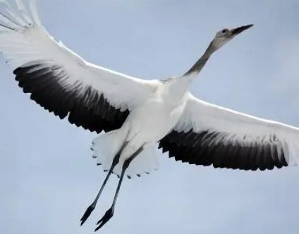 鹤骨鸡肤是什么生肖