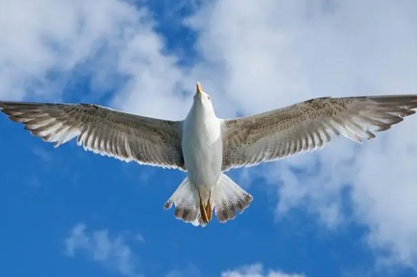 滑翔的意思和拼音