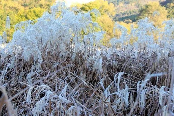 假期后江苏还有冷空气，初霜冻或将“现身”，对农作物有无影响？