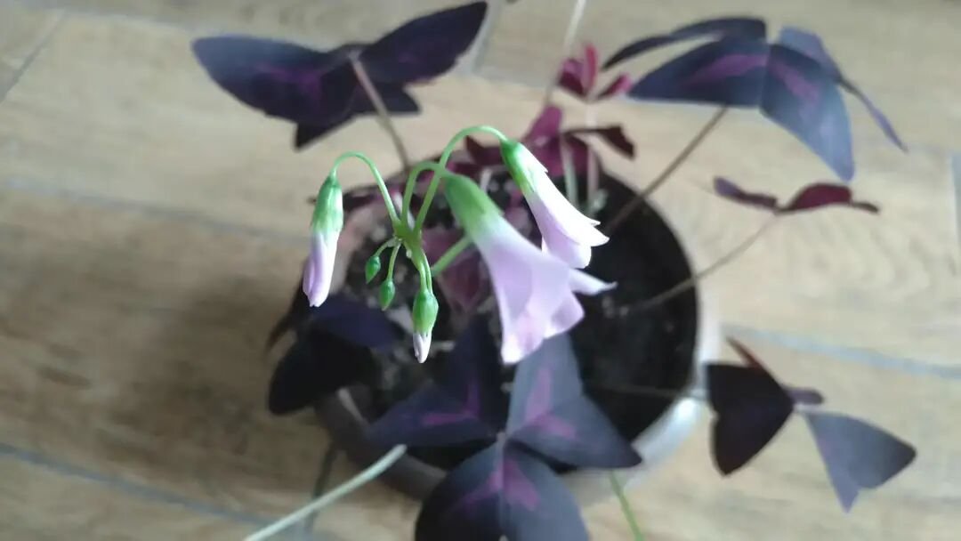 家庭可以养殖的植物中，有哪些是三瓣叶子的？