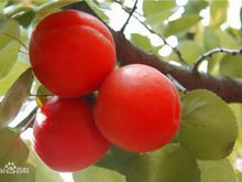 杏树有多少品种，最好列举几十种