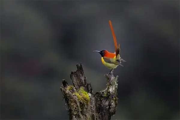 宿鸟幽鸣的意思是什么