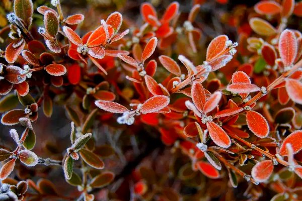 霜打的青菜分外甜的原因物理现象