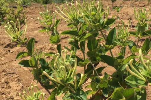 金银花一般亩产量多少啊？