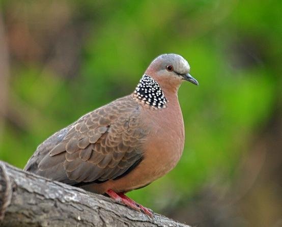 什么鸟日子的剧情简介