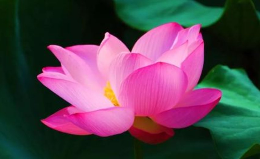 绣面芙蓉映日开是什么意思