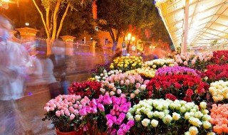 什么花的花语是拯救 花语是拯救的花有哪些