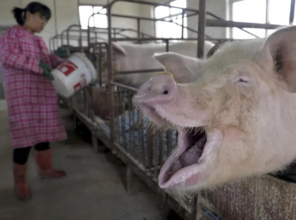 国家发改委两天三次出手稳猪价，猪肉的价格为何涨势强劲？