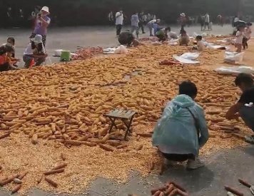 白马寺僧人剥玉米的场景吸引游客围观，为何众多游客加入了剥玉米大军