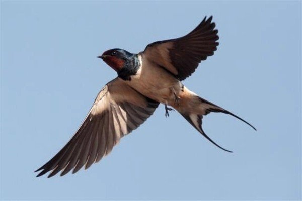 燕组词和拼音字母