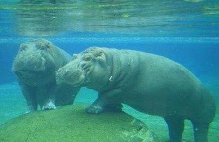 河马怎样游泳