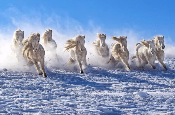 形容疯狂的成语