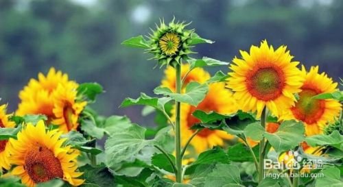 油葵仔怎么去皮？