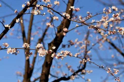 诗句“胜日寻芳泗水滨，无边光景一时新。等闲识得东风面，万紫千红总是春。”是什么意思？