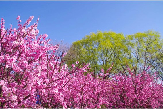 赞美三月春光美的短句