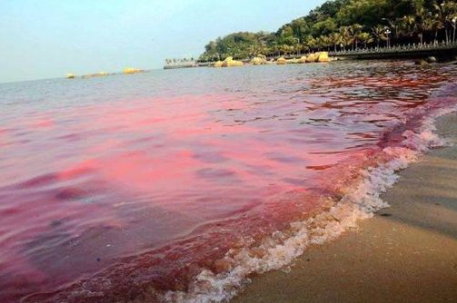 日本北海道发生赤潮，近九成海胆死亡，海胆的尸体将如何处理？