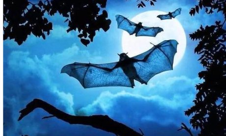 夜间飞行的秘密这篇课文可以提出哪些问题？