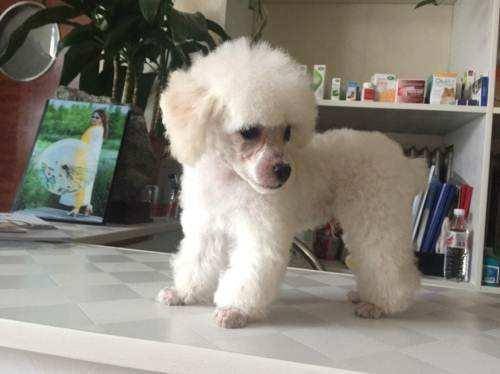 白色泰迪犬多少钱一只？如何搞懂它的价格？