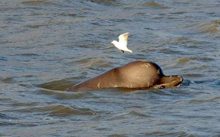北瓶鼻鲸的研究历史