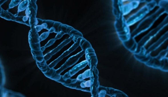 人与动物的dna有什么区别？