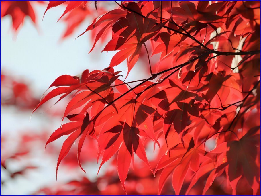 秋罗是什么意思