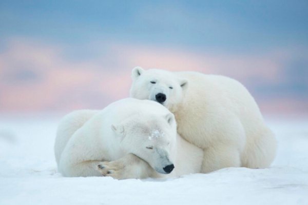 北极熊和百米运动员比短跑谁更快？