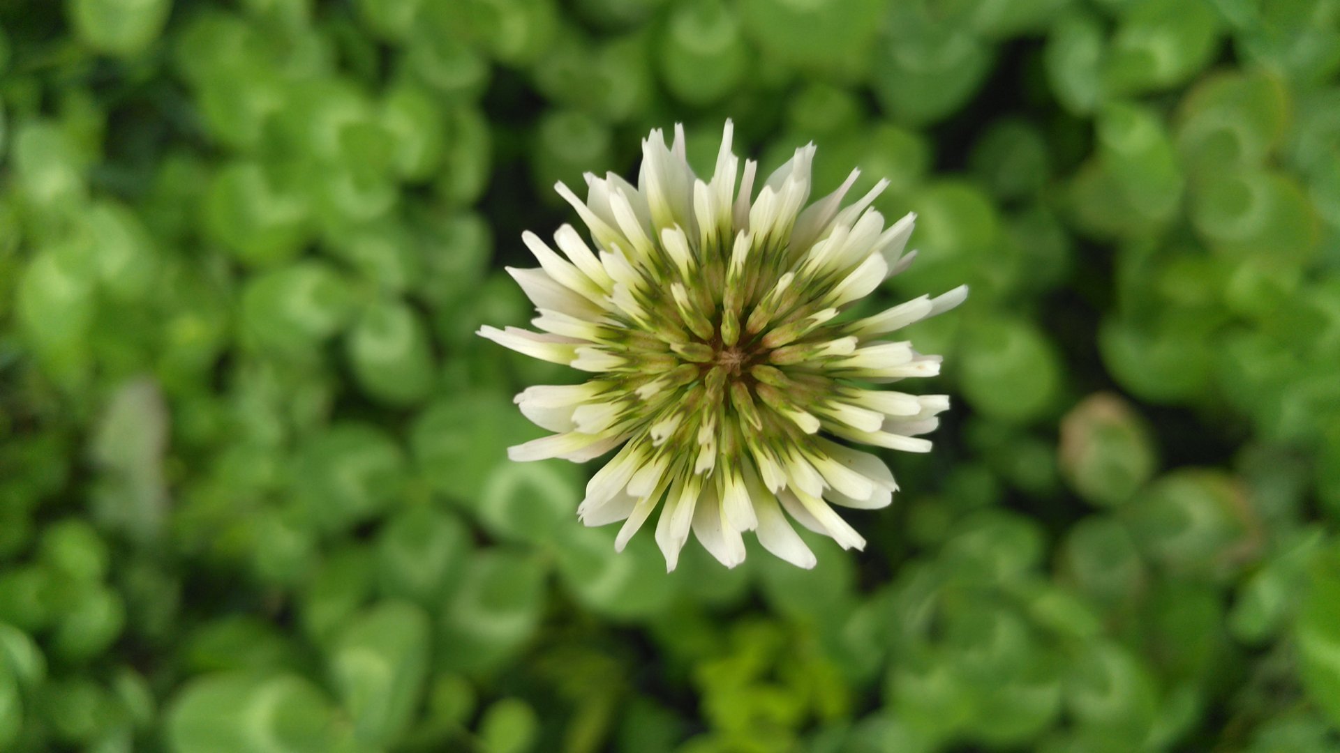 家庭可以养殖的植物中，有哪些是三瓣叶子的？