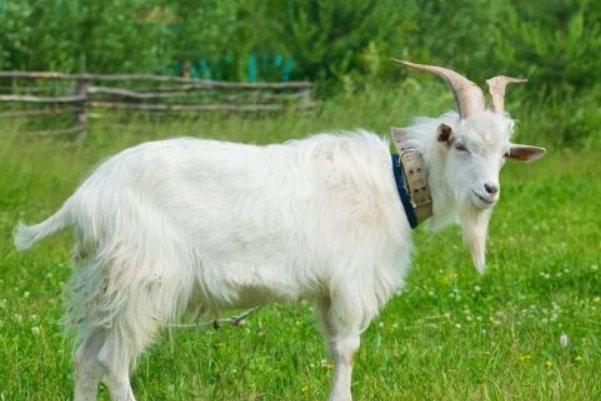 千夫所言如一味指什么生肖和动物