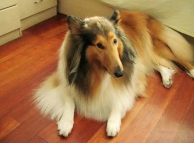 苏牧犬与金毛犬,这两个不同的狗狗品种,哪一个好养呢?