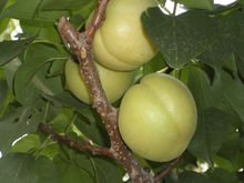 杏树有多少品种，最好列举几十种